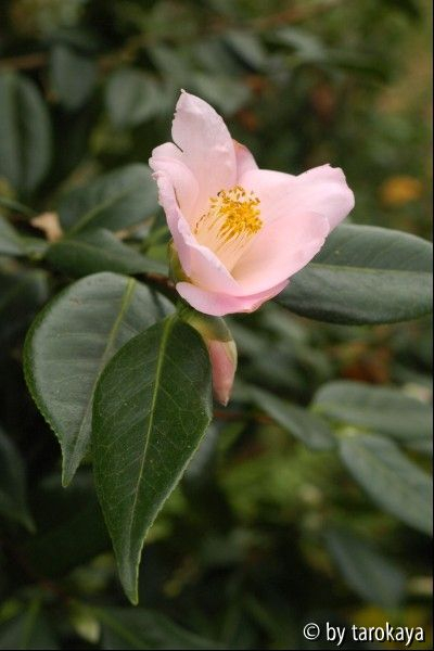 marie sivet2