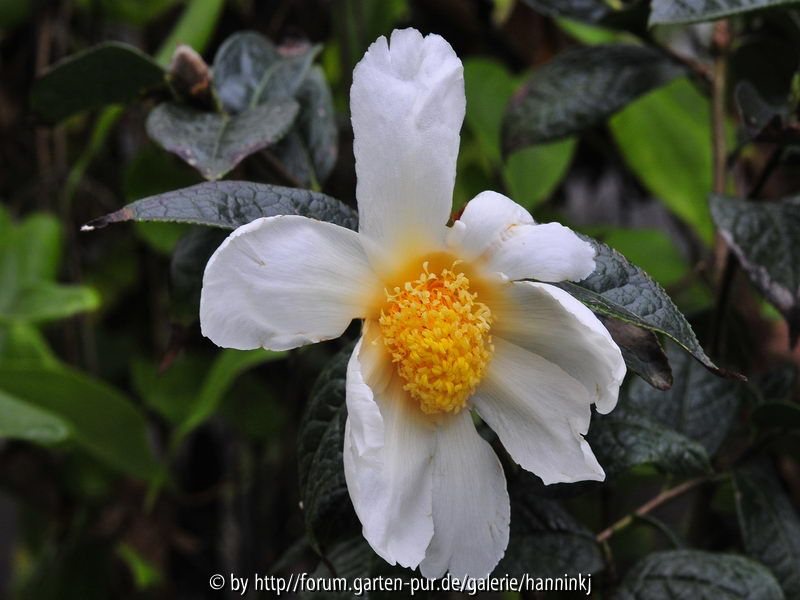 Camellia granthamiana nov 2009