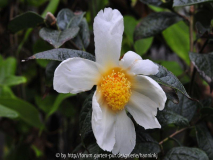 Camellia granthamiana nov 2009