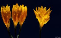 Sternbergia sicula