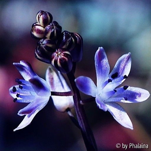 Scilla autumnalis