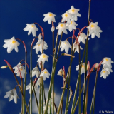 Acis autumnalis