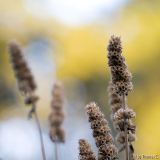 Novemberfarben