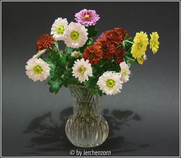 Pompon-Chrysanthemen (Dendranthema-Hybriden) 
