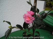 Winter`s Interlude1