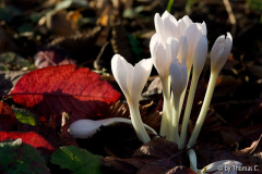 Herbstzeit 2