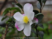 Camellia sasanqua onbekend