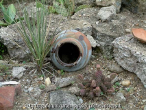Yucca glauca var. stricta