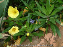 Nachtkerze - Oenothera missouriensis