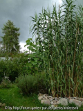 Arundo donax