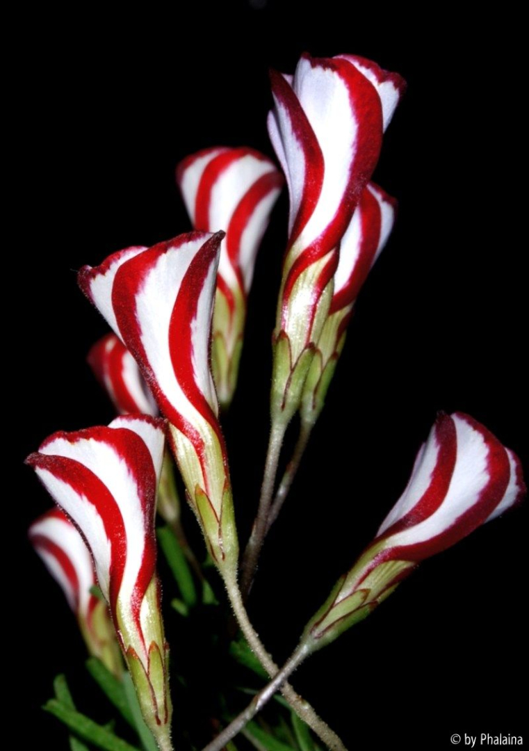 Oxalis versicolor
