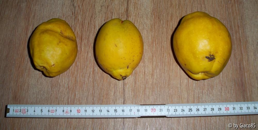 Chaenomeles cathayensis aus öffentlichem Grün geerntet