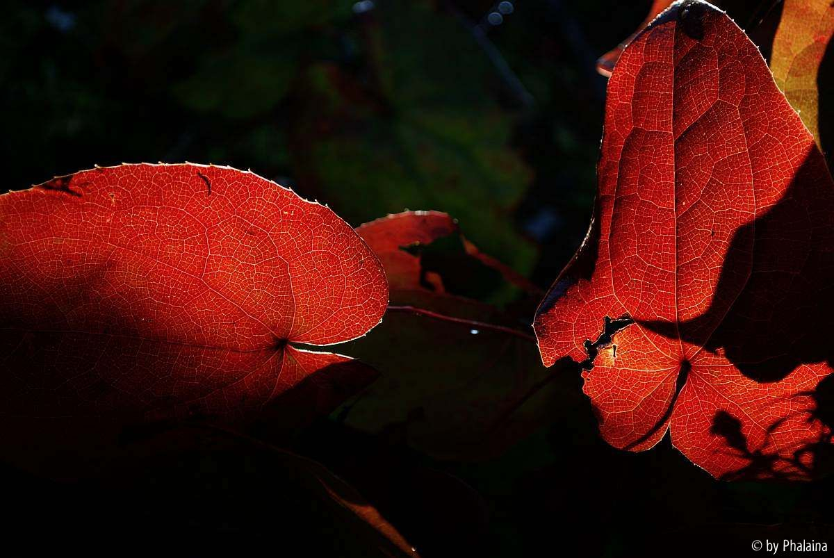 Epimedium