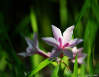 Tulbaghia mit Briza