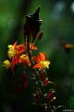 Bulbine frutescens