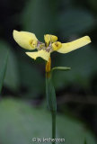 Trimezia steyermarkii (boga pur 14: oile hat´s wieder herausgefunden)