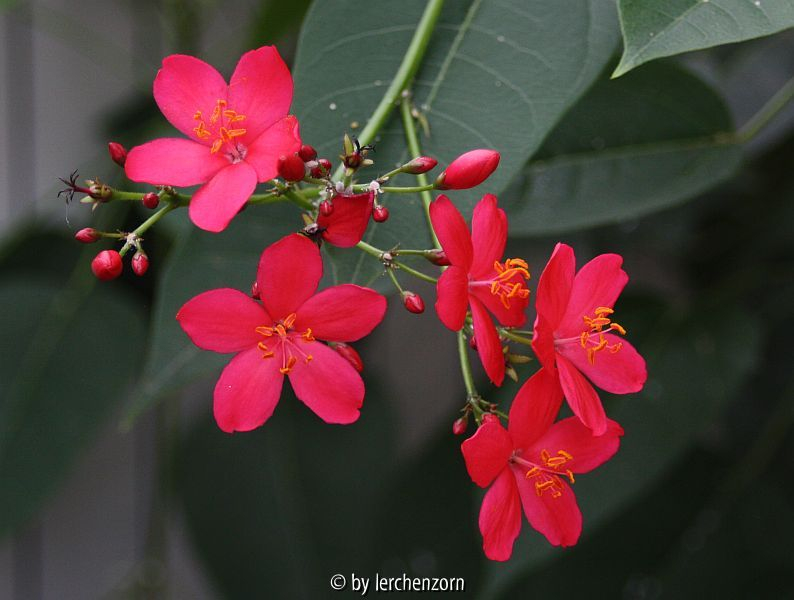 Jatropha integerrima (boga pur 16). Danke, fips für den Namen.