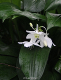 Eucharis spec. (boga pur 12)