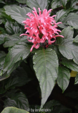 Justicia carnea (boga pur 11)