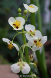 Sagittaria montevidensis (boga pur 06)