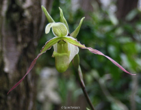 Phragmipedium longifolium (boga pur 03)