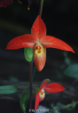 Phragmipedium besseae (boga pur 05)