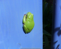 Laubfrosch