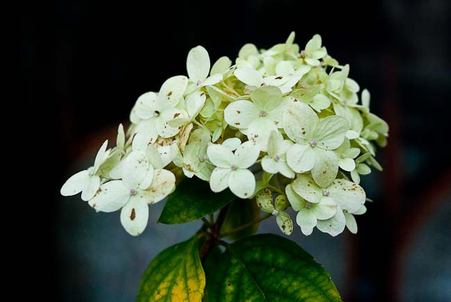 Hydrangea paniculata 