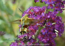 Taubenschwänzchen auf Sommerflieder