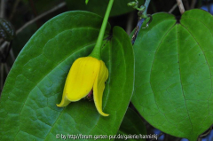 Clematis 'Irisevi' nov 2009