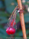 Polygonatum verticillatum