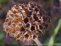 Phlomis russeliana