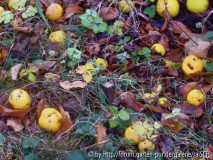 Chaenomeles-Früchte
