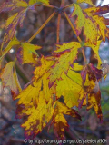 Brombeer-Herbstlaub