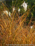 Miscanthus gracillimus-Herbstlaub