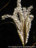 Miscanthus gracillimus-Fruchtstand