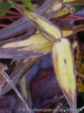 Dichanthelium clandestinum-Herbstlaub