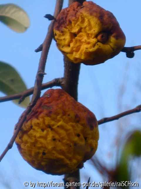 Chaenomeles-Früchte 2