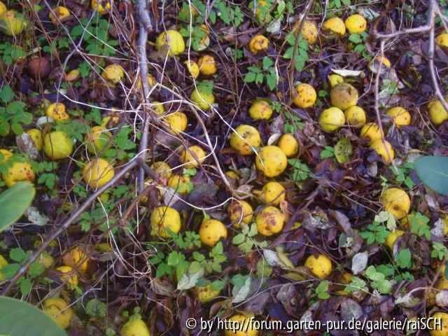 Chaenomeles-Früchte 1