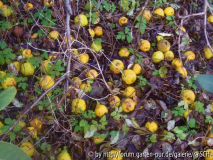 Chaenomeles-Früchte 1