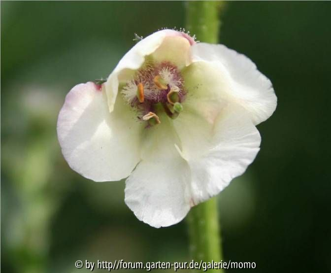Verbascum bakerianum