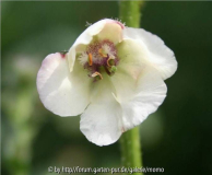 Verbascum bakerianum