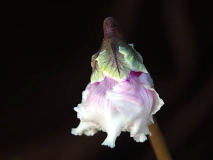P1240315_b