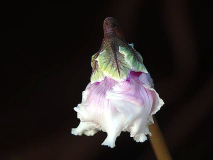 P1240315_a
