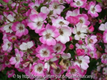 Mozart (Moschata)