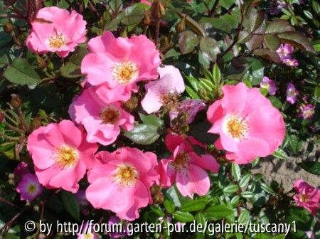 Pink Meidiland