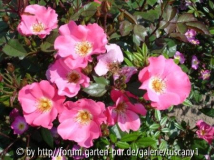 Pink Meidiland