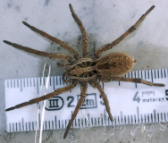 Hogna species