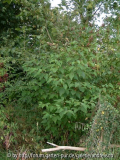 Hovenia dulcis