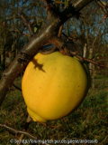 Chaenomeles cathayensis